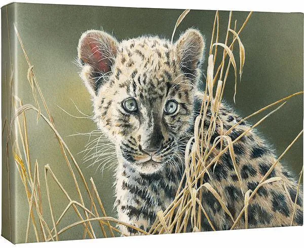Cat Eyes—Leopard