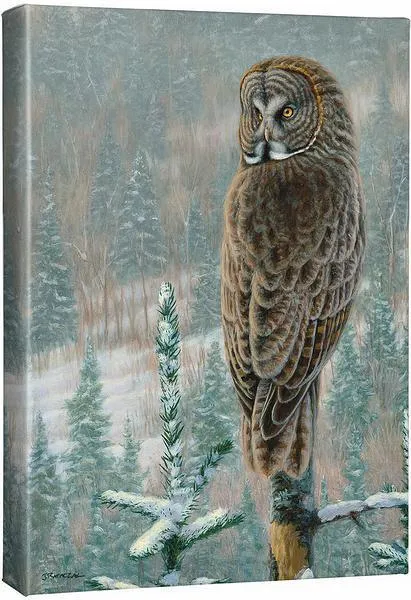 His Land—Great Gray Owl
