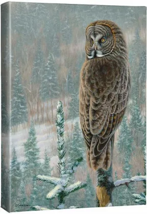 His Land—Great Gray Owl