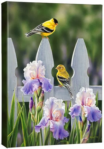 Picket Fence—Goldfinches